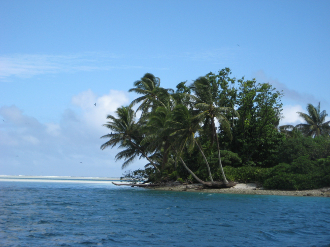 A tropical islet with palm fronds oriented in the direction of the prevailingwinds