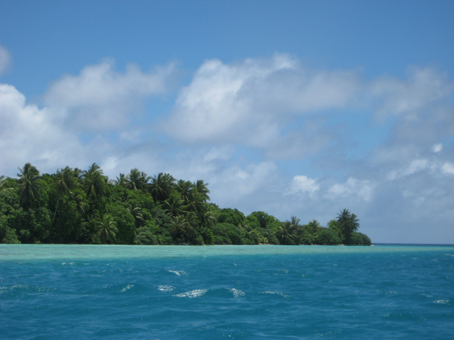 Vegetation including the ubiquitous palm trees of the tropical Pacific coverPalmyra Island and its associated offshore islets