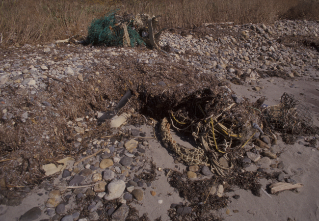 Marine debris washed ashore