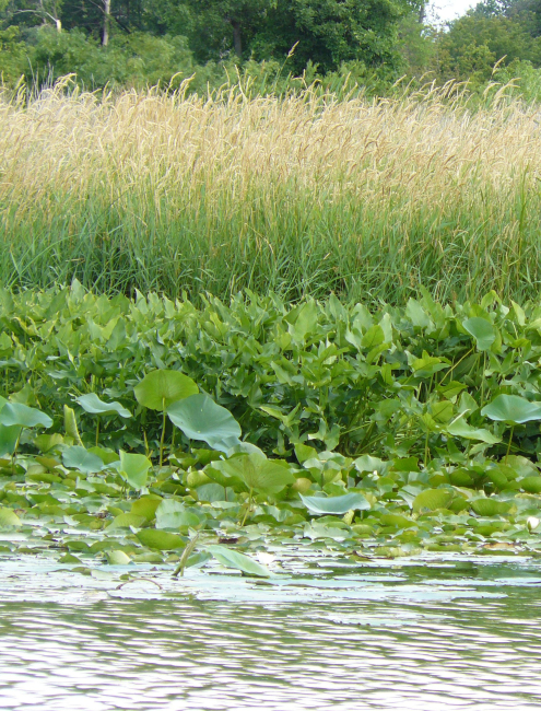 Wetland plants