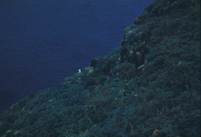A kittiwake head is seen just above the cliff-line of St