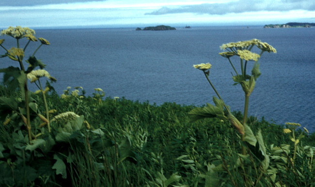 Coastal scene with wildflowers on Kodiak Island