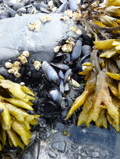 Tide pool with mussels and kelp at Fort Abercrombie State Park