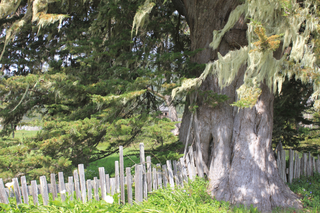 A huge cypress tree with moss on the coast near Fort Ross