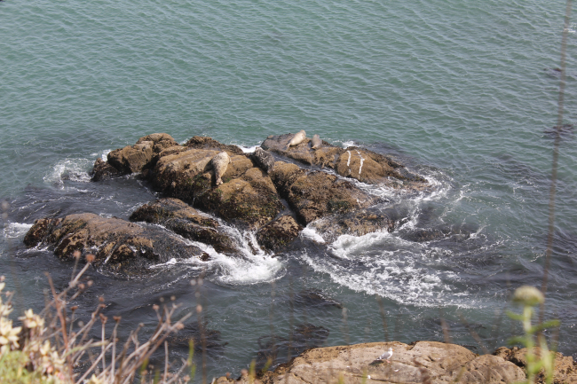 Harbor seals hauled out on a rock below Fort Ross