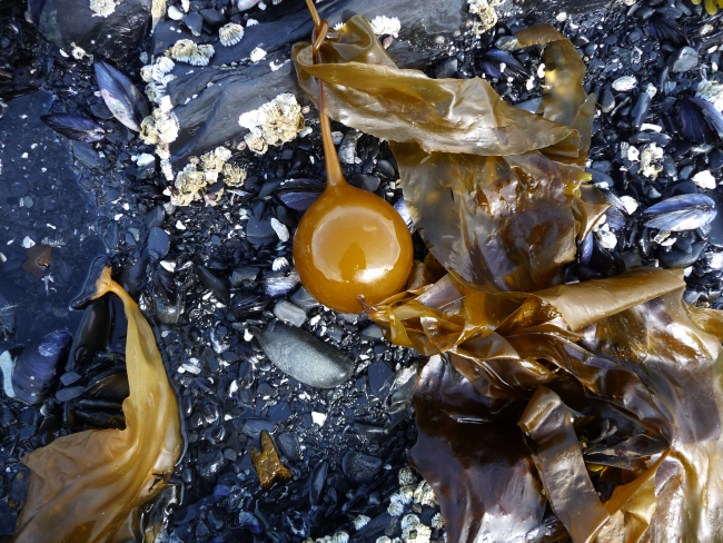 The edge of the sea on Kodiak with bull kelp, mussels, large barnacles, andsmooth broken black rocks that will eventually be ground to sand and mud