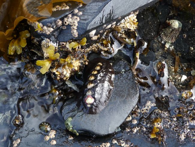 A view of a Kodiak Island tide pool with various types of algae, limpets, alarge chiton, and barnacles