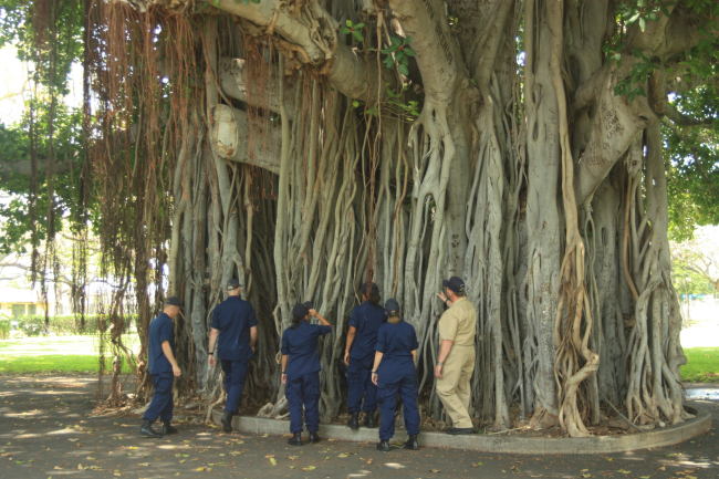 The historic banyan tree is all that remains of the Nob Hill Bachelor Officer'sQuarters at Pearl Harbor