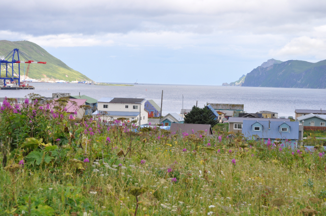 Looking over a field of wildflowers to a residential district of Dutch Harbor
