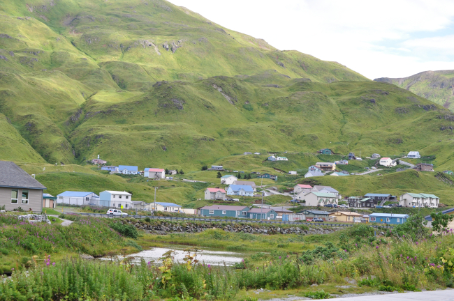 Looking over wildflowers and a small  lake to a residential districtof Dutch Harbor