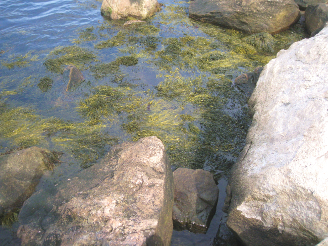 Seaweed in a rocky tide pool at Bluff Point State Park