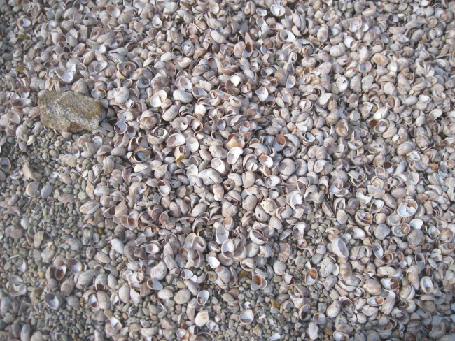 Shells sifted out and lighter than the underlying pea gravel at Bluff PointState Park
