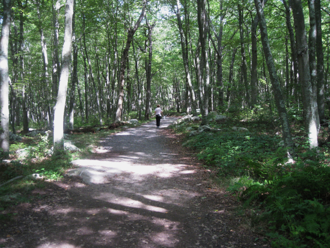A summer walk through the hardwood forest on the peninsula at Bluff PointState Park