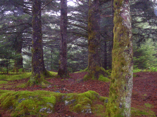 Moss covered spruce on Kodiak Island