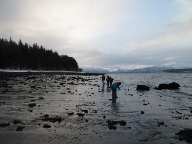 Students collecting marine biota at low tide on a dark and cold November day atGustavus, the Gateway to Glacier National Park