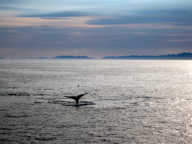 Whale flukes off Kodiak Island at twilight