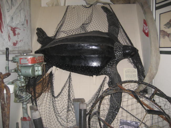 A leatherback turtle and a Johnson outboard motor at the Cordova Museum