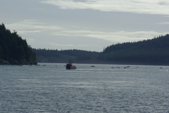 A commercial trawler and numerous recreational fishing vessels inDiscovery Channel, British Columbia