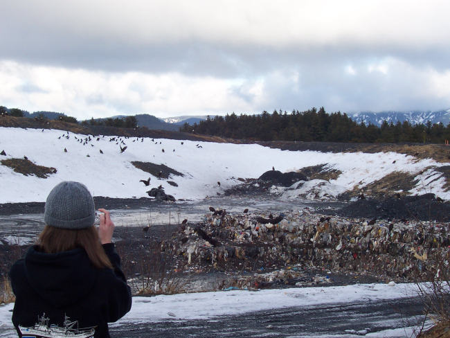 Eagles scavenging the dump at Kodiak