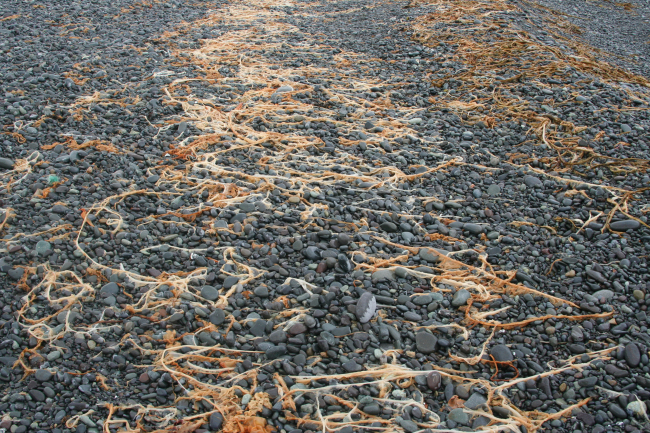Kelp laid out in seemingly orderly patterns along an Aleutian cobble beach