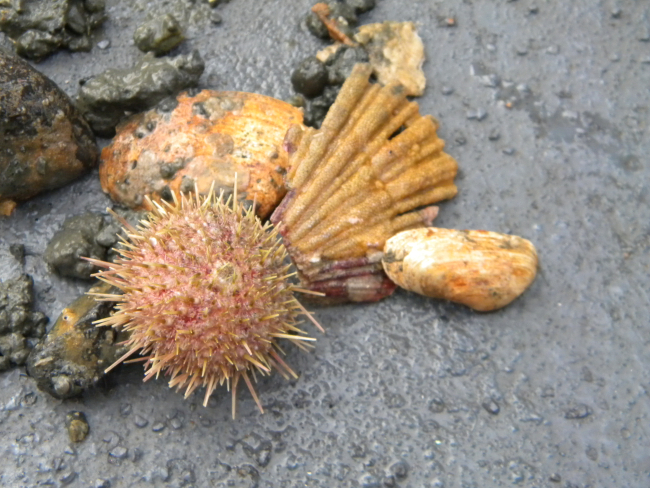 A live sea urchin and sea shells on a mud and pebble