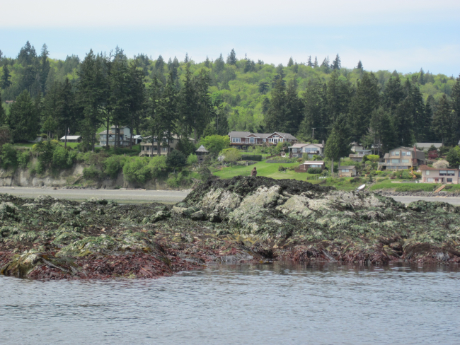 Houses seen along Admiralty Inlet at a low tide