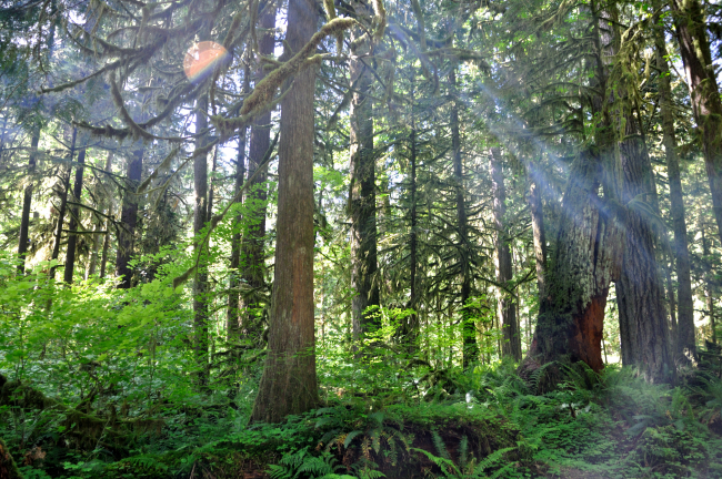 Rain forest on the Olympic Peninsula