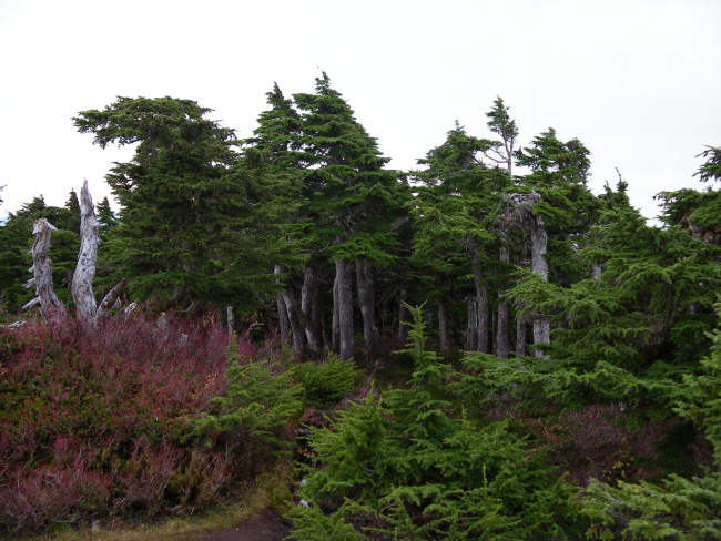 Picturesque wind-stunted trees near the coast in the Ketchikan area