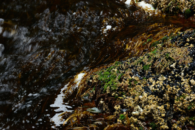 Mussels, barnacles, snails, and algae are seen at low tide in Seldevoe Lagoon