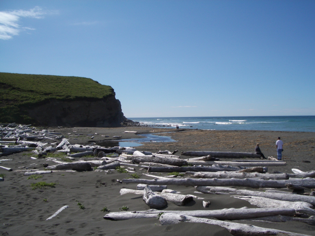 Large logs mark upper limit of storm surf at Fossil Beach