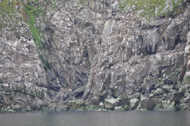 Thousands of sea birds line the cliffs of Little Diomede Island