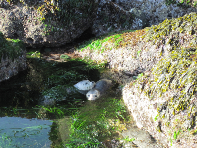 The surfgrass in a cove near Strawberry Island is a favorite napping spot forharbor seal pups