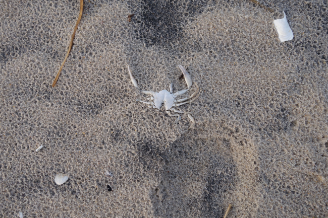A crab carapace in an area of the beach temporarily preserving the remains ofthe last rain shower