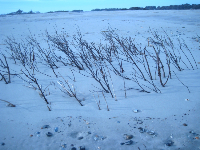 Remnants of dune vegetation in an area encroached upon by the sea