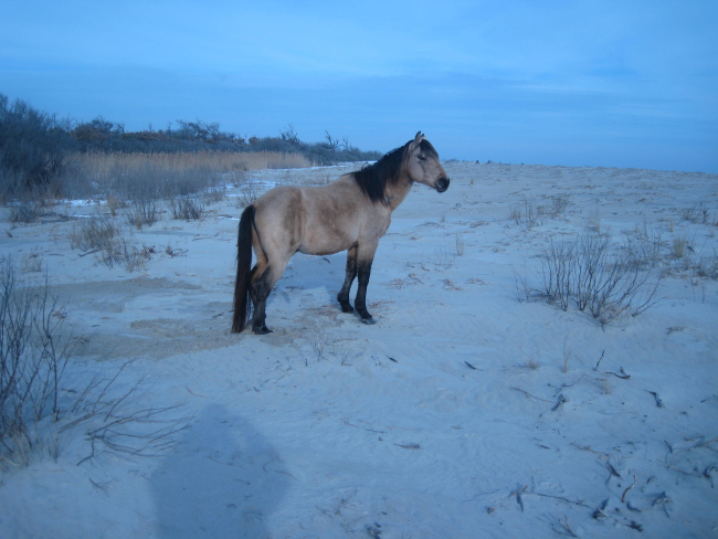 One of the famous Chincoteague ponies enjoying the beach on a winter's day