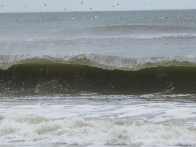 Fairly substantil wave with offshore breeze blowing breaking on AssateagueIsland Beach
