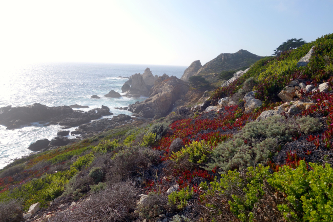 Colorful vegetation on the rocky shores near Carmel