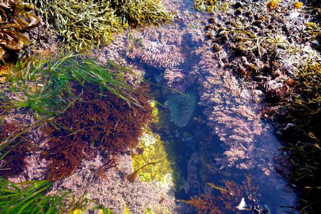 A beautiful tide pool with at least seven different types of colorful algaevisible