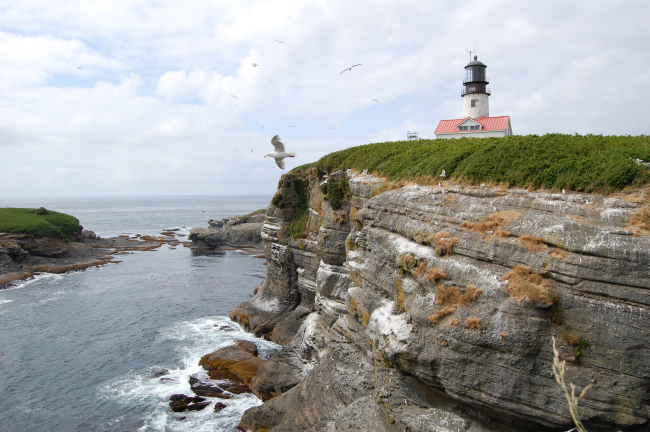 Seagulls flying over Tatoosh Island cliffs with the lighthouse in the background