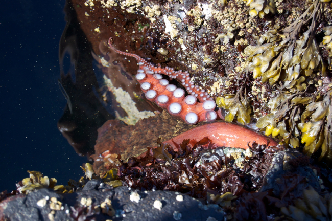 A large octopus at the lower limit of low tide on a rock