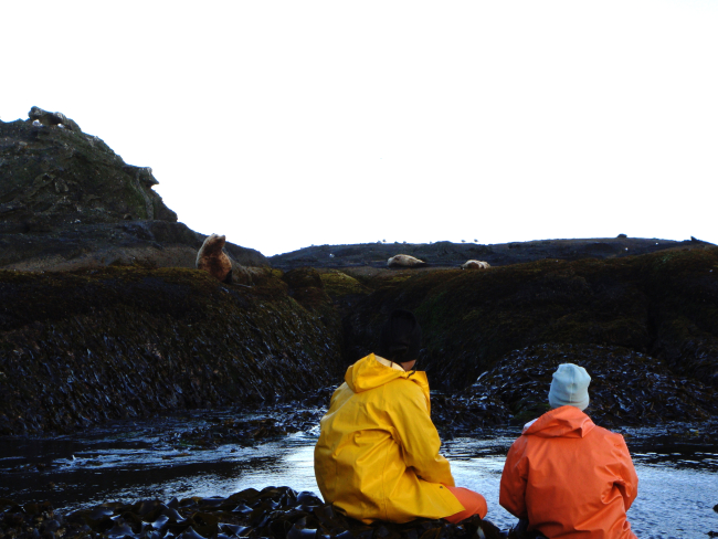 Sea lions and marine biologists take it easy at low tide on Tatoosh Island