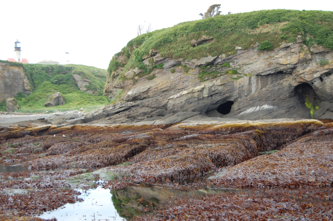 Surge channels, sea caves, tilted strata, and brown seaweed on Tatoosh Island