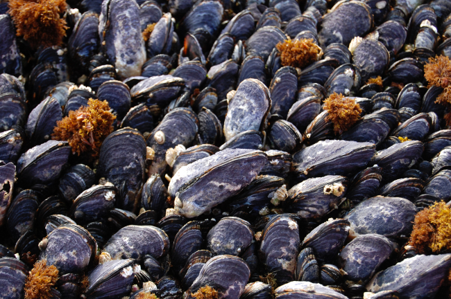 Mussels (Mytilus californianus)