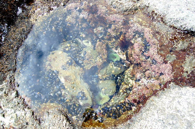 A beautiful tidepool on Tatoosh Island filled with mussels, anemones,and algae