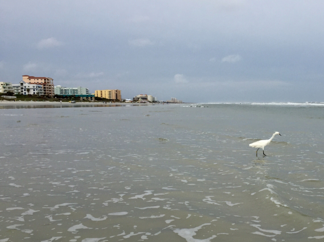A snowy egret looking for lunch at New Smyrna Beach