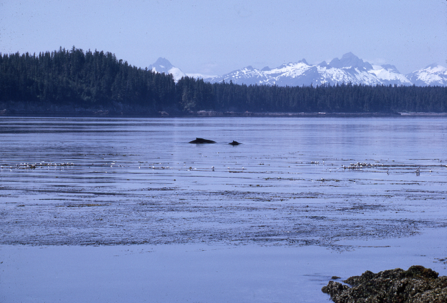 Humpback whales and mighty mountains