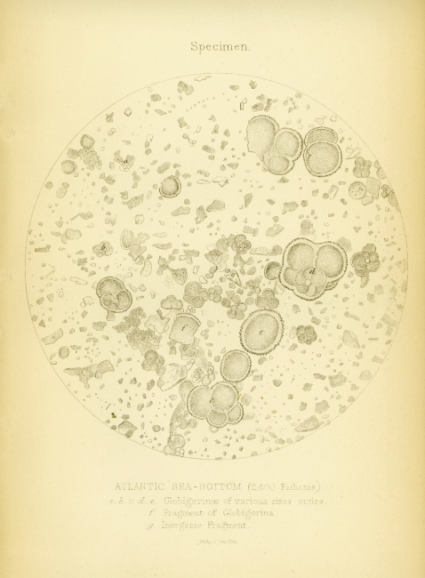 An early example of a microscopic examination of ocean bottom sediment