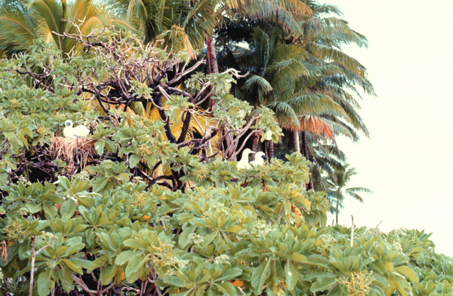 A booby hatchery on Helens Reef Island