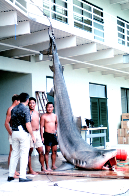 14-foot, 1200 pound tiger shark caught in Kaneohe Bay, Oahu