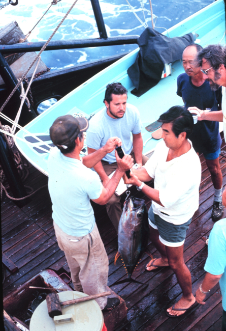 On NOAA Ship TOWNSEND CROMWELL weighing yellow-fin tuna